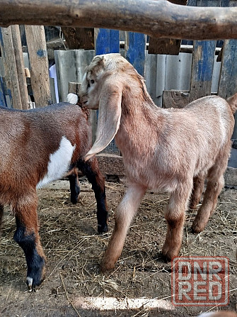 Англо-Нубийские козлята - ваш источник целебного молока! Донецк - изображение 4