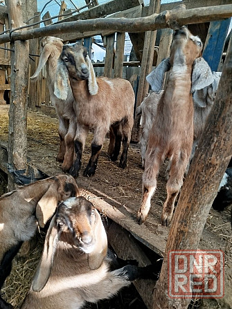 Англо-Нубийские козлята - ваш источник целебного молока! Донецк - изображение 1
