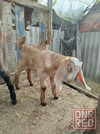 Англо-Нубийские козлята - ваш источник целебного молока! Донецк - изображение 5