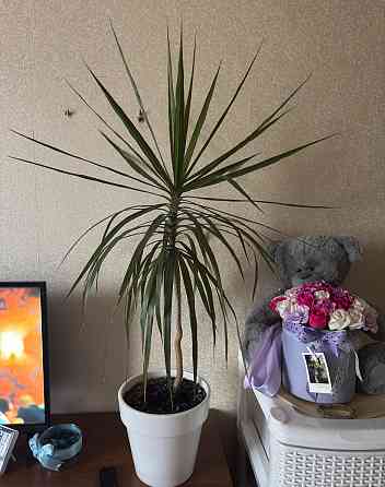 Драцена Донецк