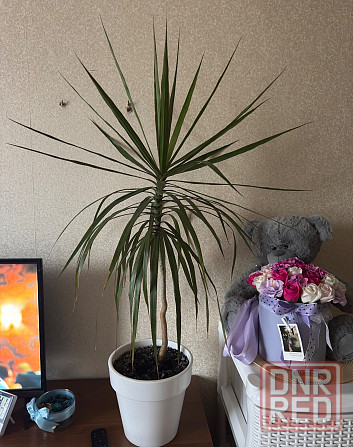 Драцена Донецк - изображение 1