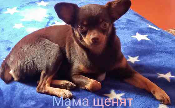 Продам русский той-терьер Зугрэс