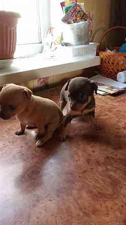 Продам русский той-терьер Зугрэс