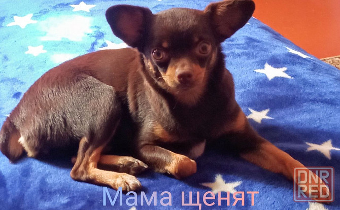 Продам русский той-терьер Зугрэс - изображение 2