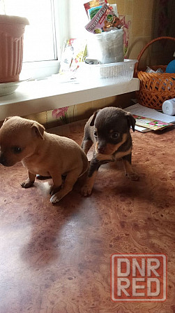 Продам русский той-терьер Зугрэс - изображение 1