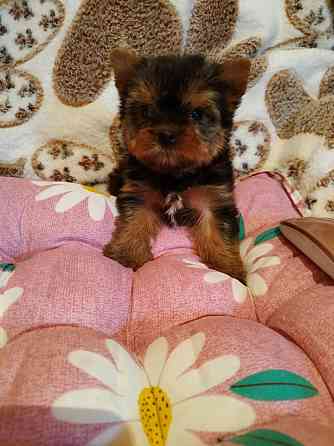 детки йоршика мини Донецк