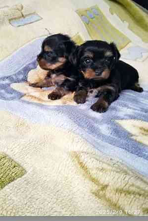 детки йоршика мини Донецк