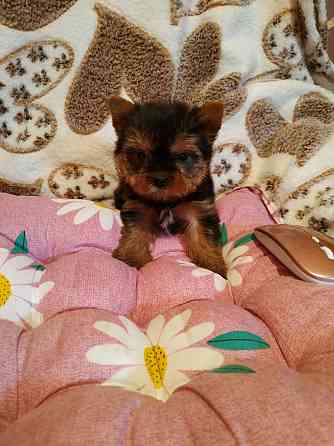 детки йоршика мини Донецк