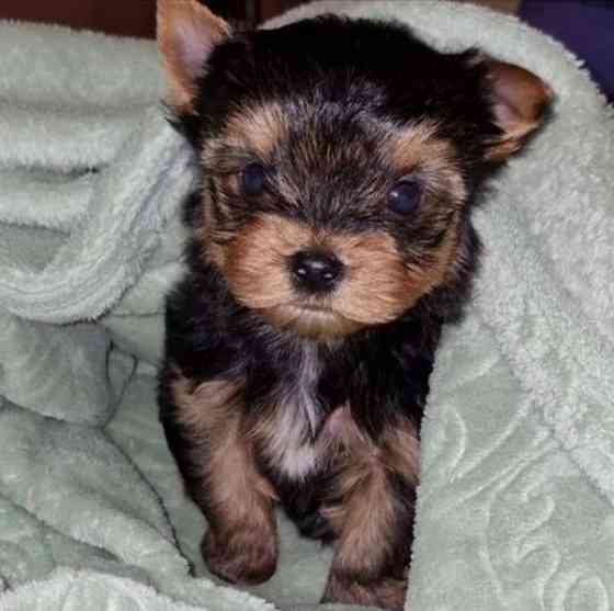 детки йоршика мини Донецк