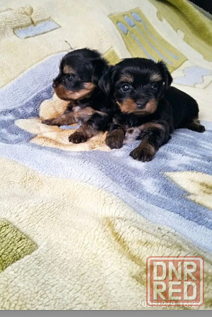 детки йоршика мини Донецк - изображение 1