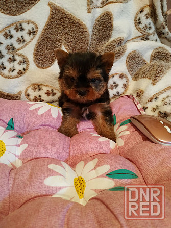 детки йоршика мини Донецк - изображение 4