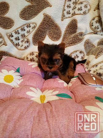 детки йоршика мини Донецк - изображение 5