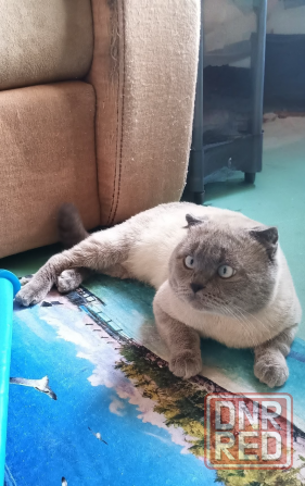 Вязка кот фолд ,колор Пойнт Донецк - изображение 1