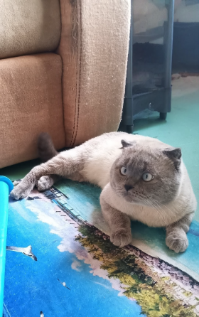 Вязка молодого кота Донецк