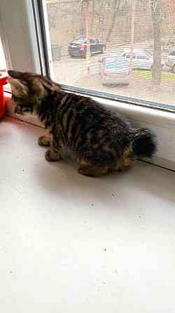 Котята Курильского бобтейла Донецк