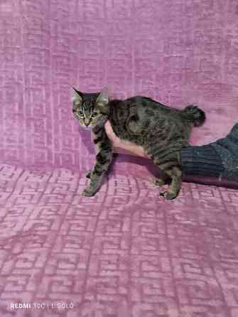 Кошечка Курильского бобтейла Донецк