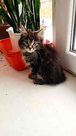 Котята Курильского бобтейла Донецк