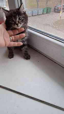 Котята Курильского бобтейла Донецк