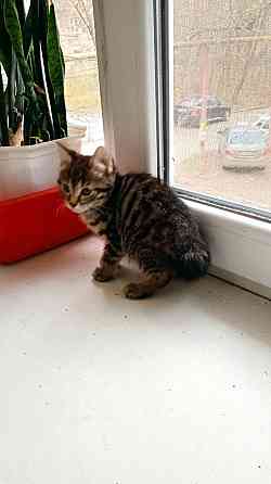 Котята Курильского бобтейла Донецк