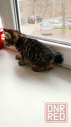 Котята Курильского бобтейла Донецк - изображение 2