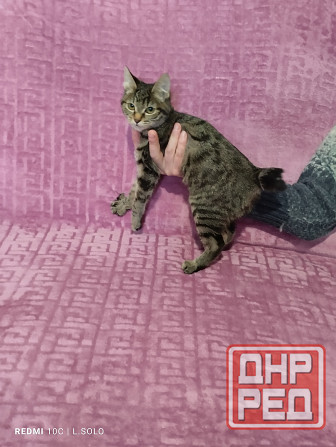 Кошечка Курильского бобтейла Донецк - изображение 2