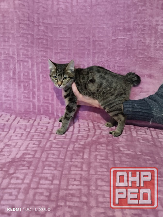 Кошечка Курильского бобтейла Донецк - изображение 1