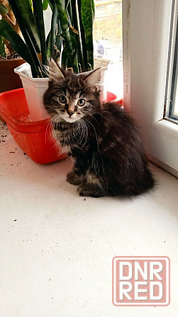 Котята Курильского бобтейла Донецк - изображение 3