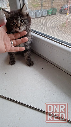 Котята Курильского бобтейла Донецк - изображение 4