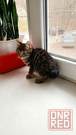 Котята Курильского бобтейла Донецк - изображение 1