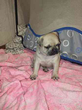 Щенки Мопс Макеевка