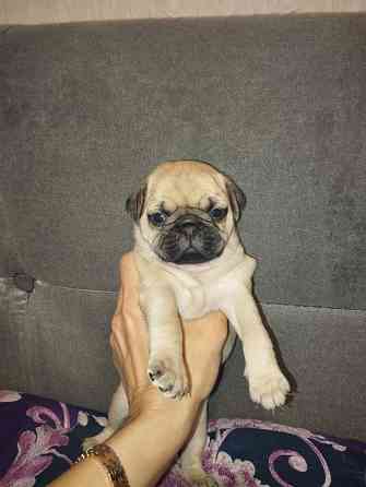 Щенки Мопс Макеевка