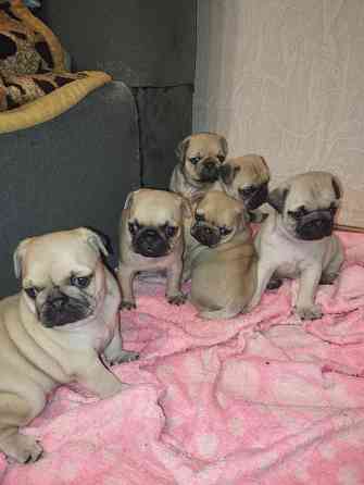 Щенки Мопс Макеевка