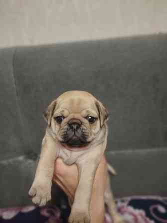 Щенки Мопс Макеевка