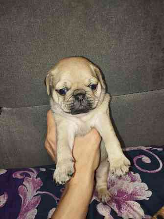 Щенки Мопс Макеевка