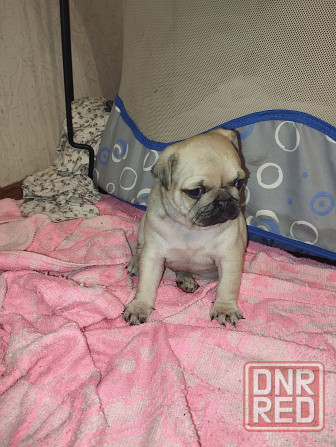 Щенки Мопс Макеевка - изображение 2