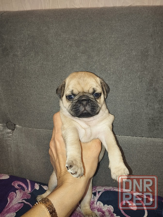 Щенки Мопс Макеевка - изображение 3