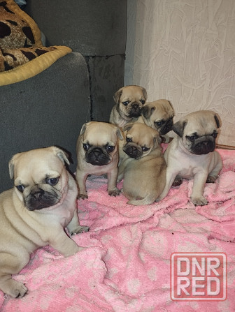 Щенки Мопс Макеевка - изображение 1