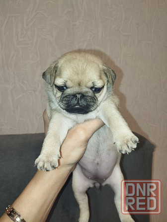 Щенки Мопс Макеевка - изображение 7