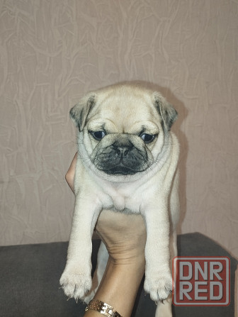 Щенки Мопс Макеевка - изображение 6