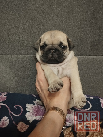 Щенки Мопс Макеевка - изображение 8