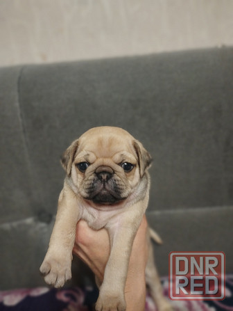 Щенки Мопс Макеевка - изображение 5