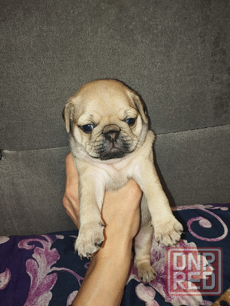 Щенки Мопс Макеевка - изображение 4