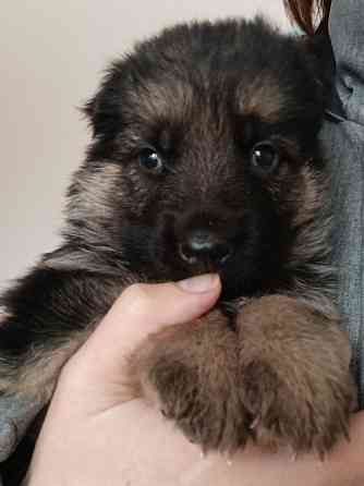 Щенок немецкая овчарка Макеевка