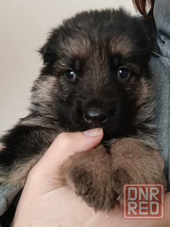 Щенок немецкая овчарка Макеевка - изображение 1