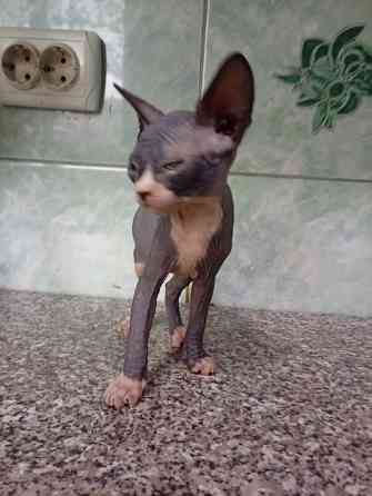 Продажа котят канадские сфинксы Макеевка