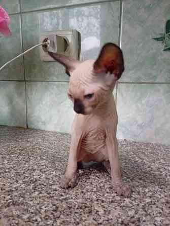 Продажа котят канадские сфинксы Макеевка