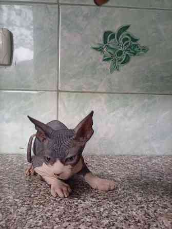Продажа котят канадские сфинксы Макеевка