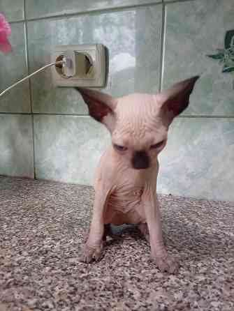 Продажа котят канадские сфинксы Макеевка