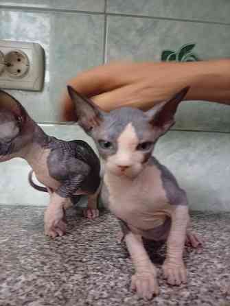 Продажа котят канадские сфинксы Макеевка