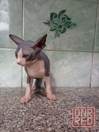 Продажа котят канадские сфинксы Макеевка - изображение 6